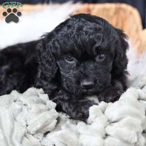 Rosa, Cavapoo Puppy